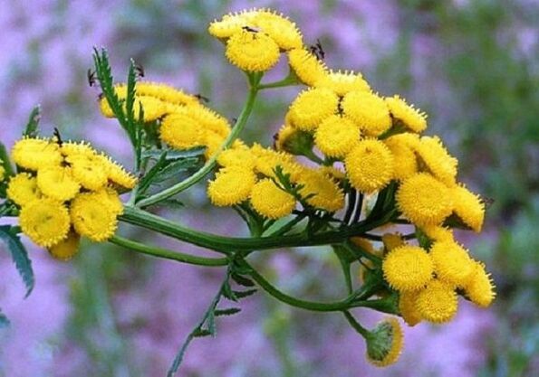 користење tansy за отстранување на паразити од телото